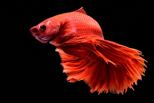 Foto pesce rosso combattente.