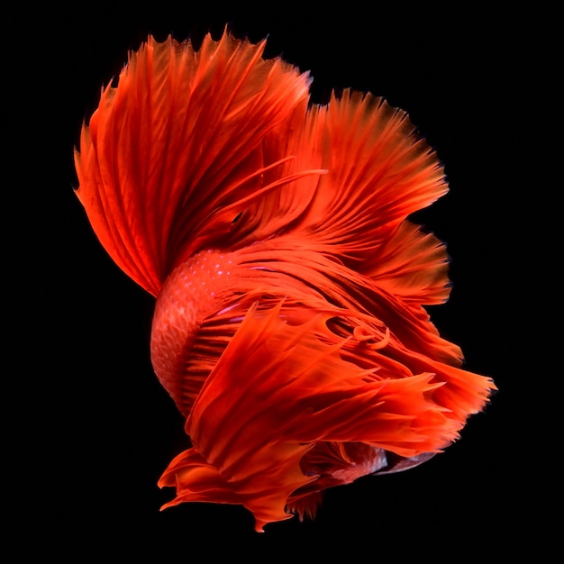 Photo red fighting fish.