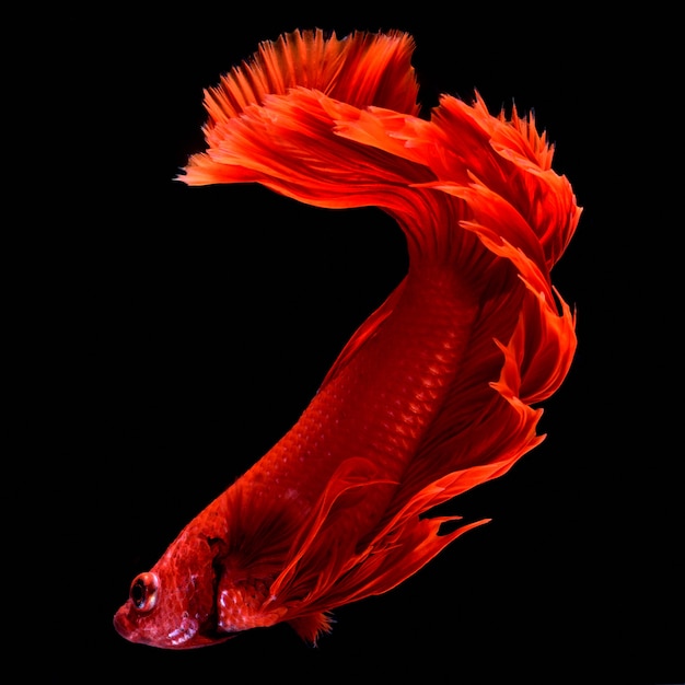 사진 붉은 싸우는 물고기.