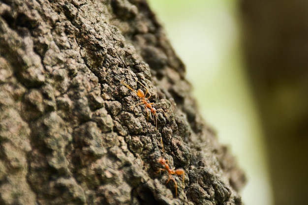 Red fire ants on branch in nature green background