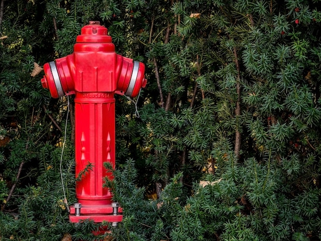 芝生の真ん中に赤い火柱