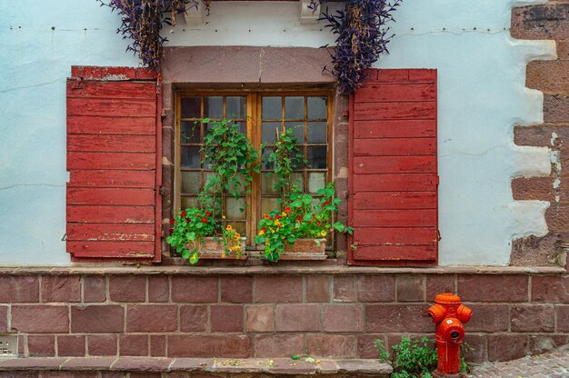 A red fire hydrant in front of a window with a plant growing on it.