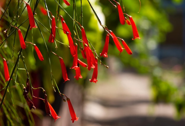 Красные цветы петарды (Russelia equisetiformis) в саду