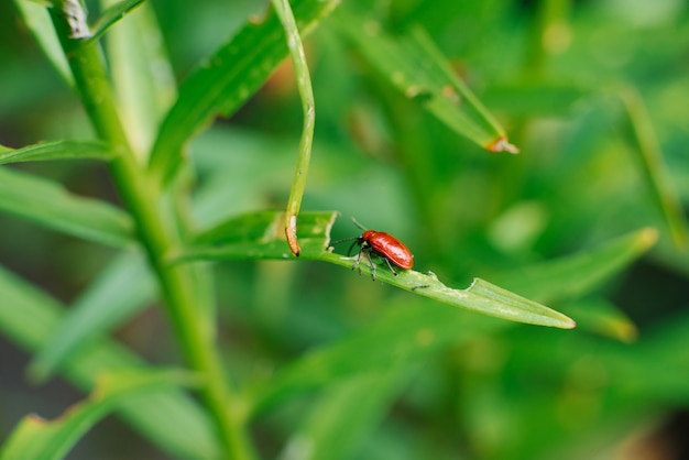 リリーの葉に赤い消防士のカブトムシ。