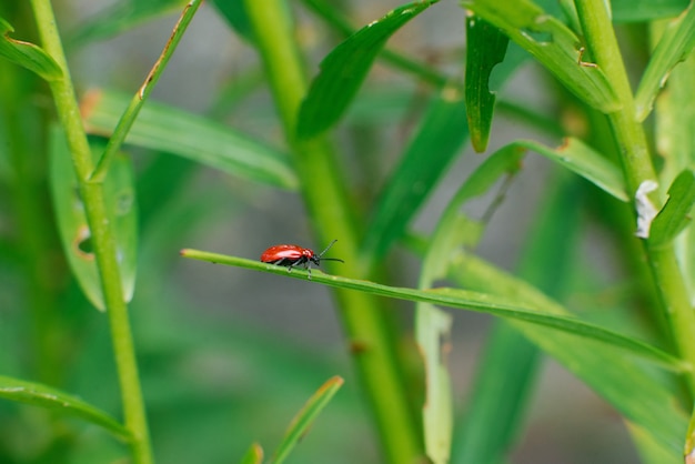 リリーの葉に赤い消防士カブトムシ