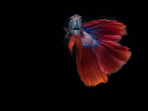 Red fish on black background