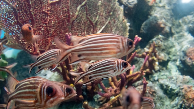 Red fish and coral reef underwater life in the ocean.