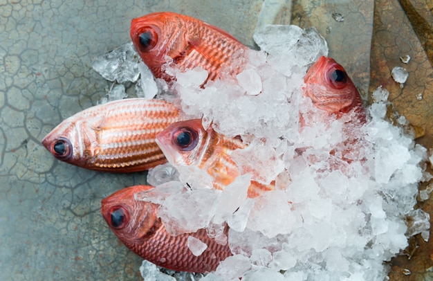수산 시장에서 붉은 물고기.