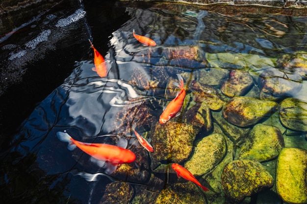 石ときれいな水のある池の赤い魚