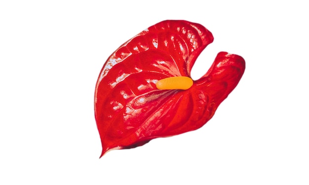 Red flamingo flower isolate on white with clipping path