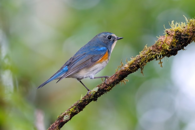 Red-flanked Bluetail Tarsiger cyanurus Beautiful Male Birds of Thailand perching on the tree