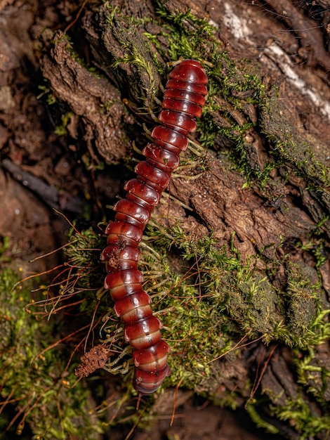 写真 chelodesmidae科の赤いフラットバックヤスデ