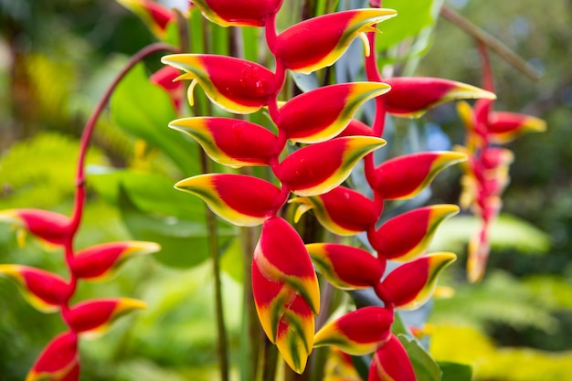 Red flover pattern tropical flowers background lobster claw heliconia rostrata flower heliconia