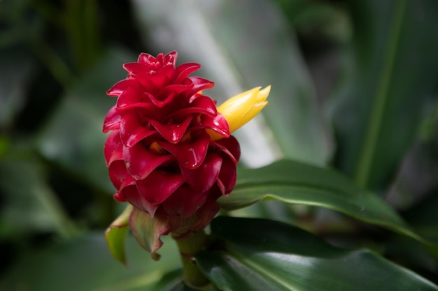 Photo red flover pattern tropical flowers background red hawaiian ginger alpinia purpurata located in