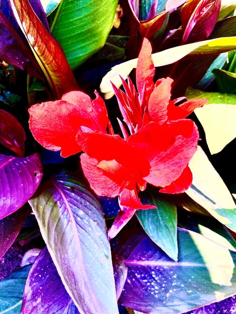 Red flower among purple leave