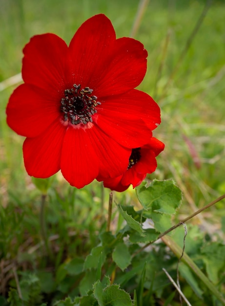 Red flower Anemone coronaria on a Sunny day in Greece