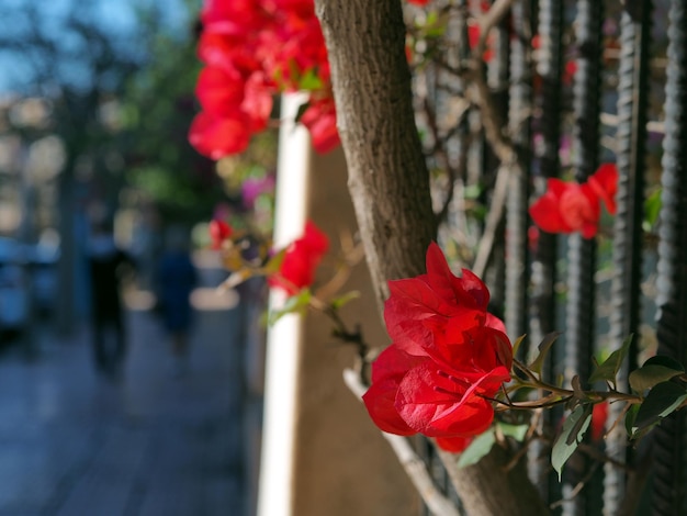 Red flower on the background of the street Beautiful cityscape