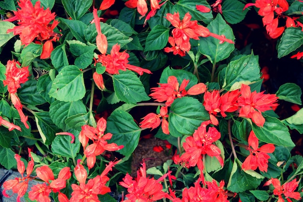 Red flower background texture, Natural background