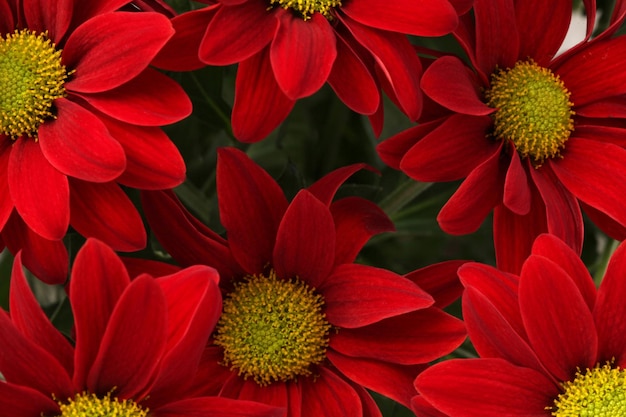 Red flower background