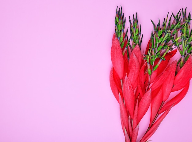 Photo red flower of billbergia