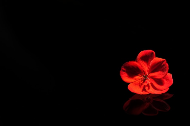 Red flower on the black piano