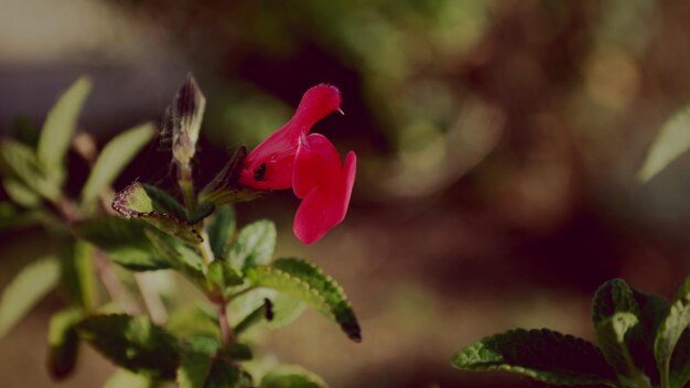 Foto un fiore rosso che fiorisce in giardino