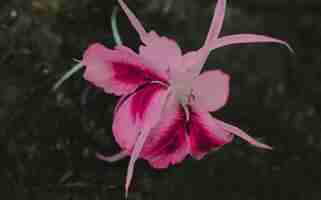 Photo red flower blooming on the ground