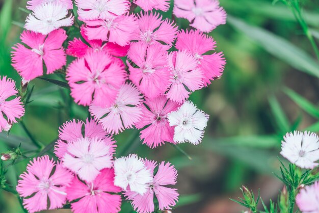 A red flower; a blooming spring