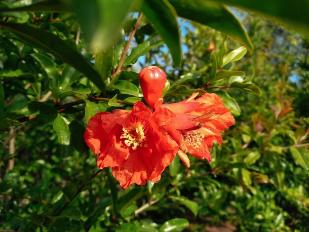 Red flower blossom on a fruit tree branch