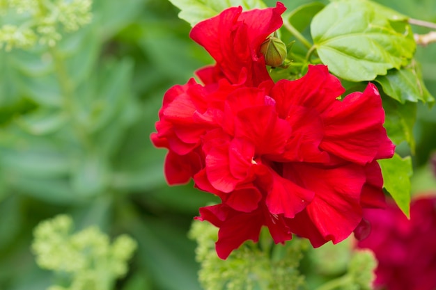 Red flower blossom leaves in a garden close up