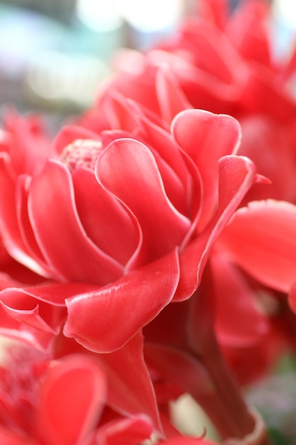 A red flower in a bouquet