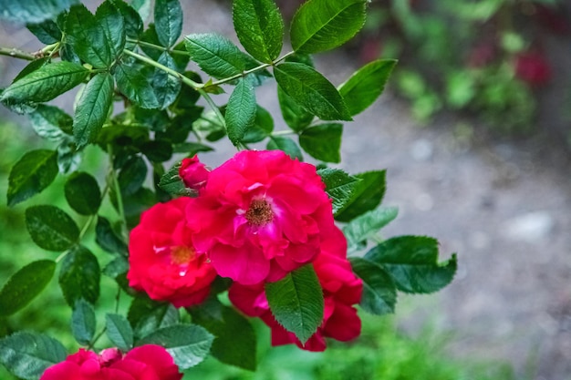 Red flower on a branch with leaves close up