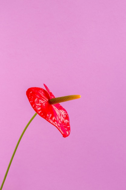 Red flower on a bright colored background