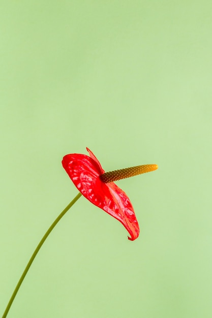 Red flower on a bright colored background