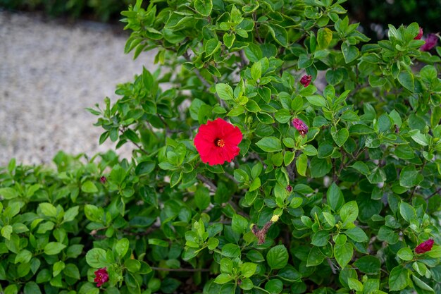 庭の茂みの赤い花