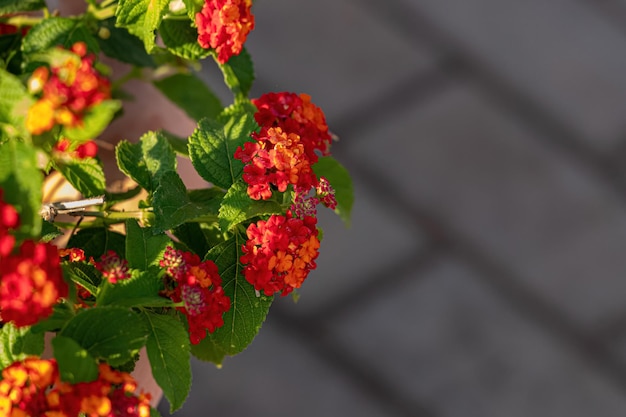 Red Flower of Common Lantana