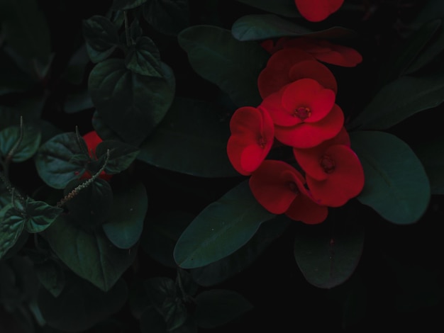 A red flower in the dark