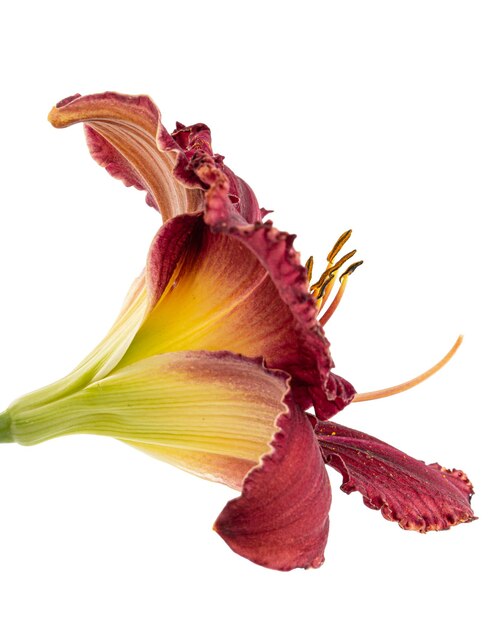 Red flower of daylily isolated on white background