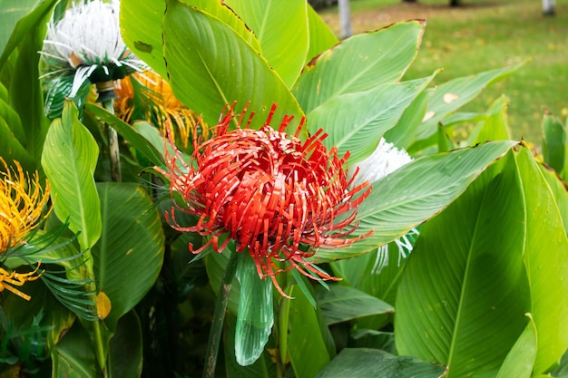 Fiore rosso in gocce di pioggia tra foglie verdi