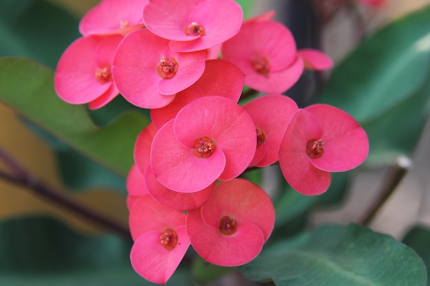 Red flower, Euphorbia milii