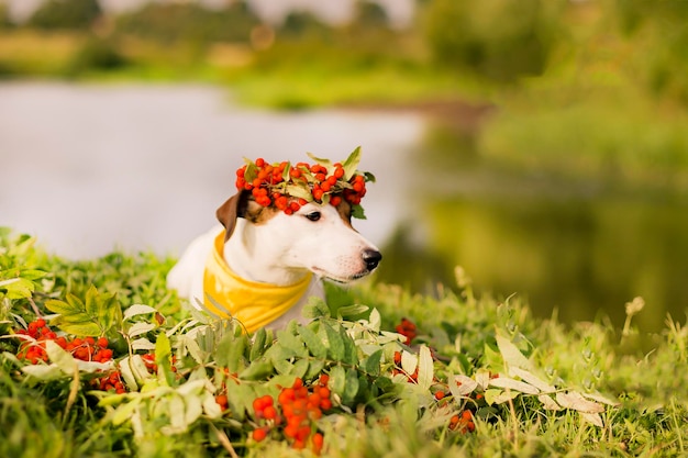 Photo red flower on field