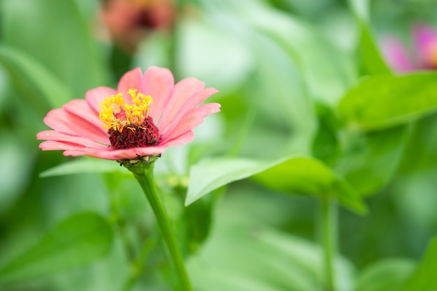 赤い花と庭の新鮮な花とコピースペース。