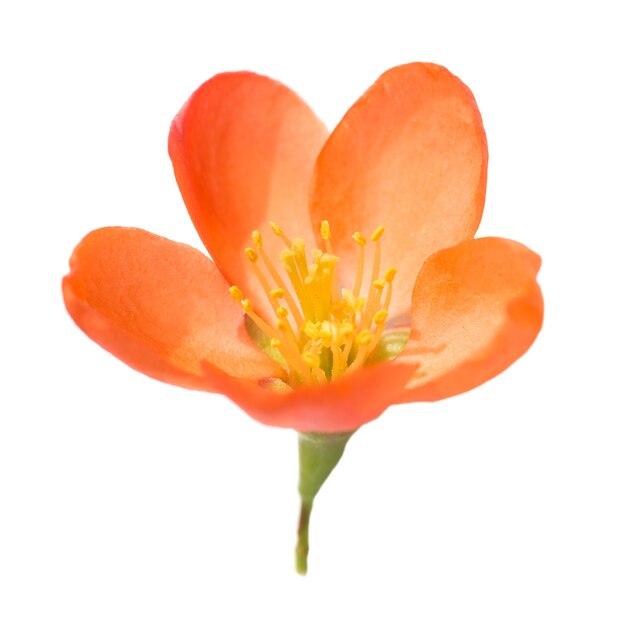 Red flower from pomegranate tree isolated on white background. Macro close up studio shot