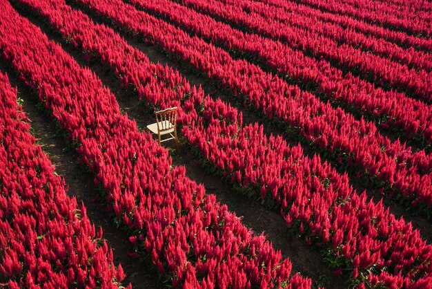 Red flower garden landscape flower field with plant farm, Beautiful Celosia Plumosa flowers