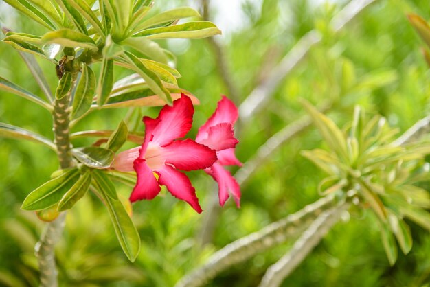 庭の赤い花、ライラックの春の花