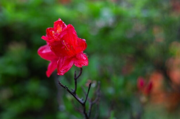 Red flower in the garden