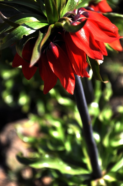 A red flower in the garden