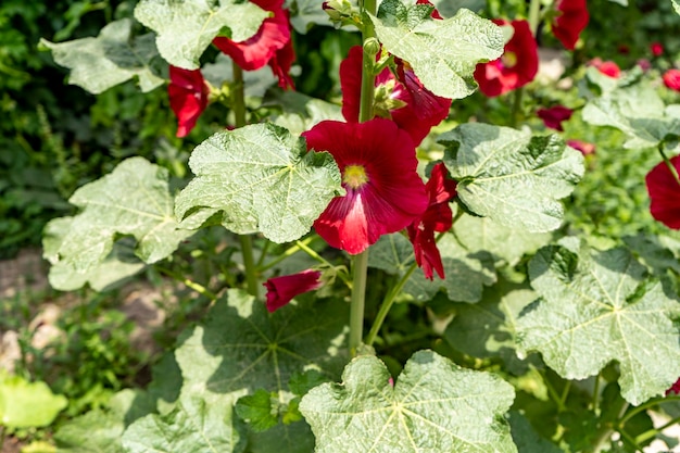 A red flower in a garden