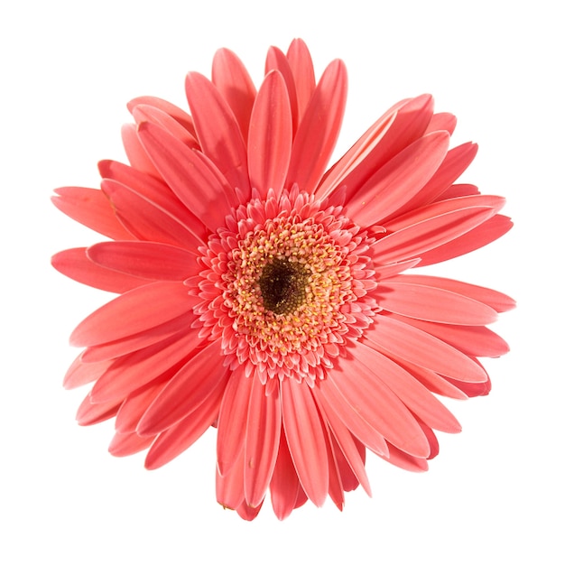 Red flower gerbera isolated on white background