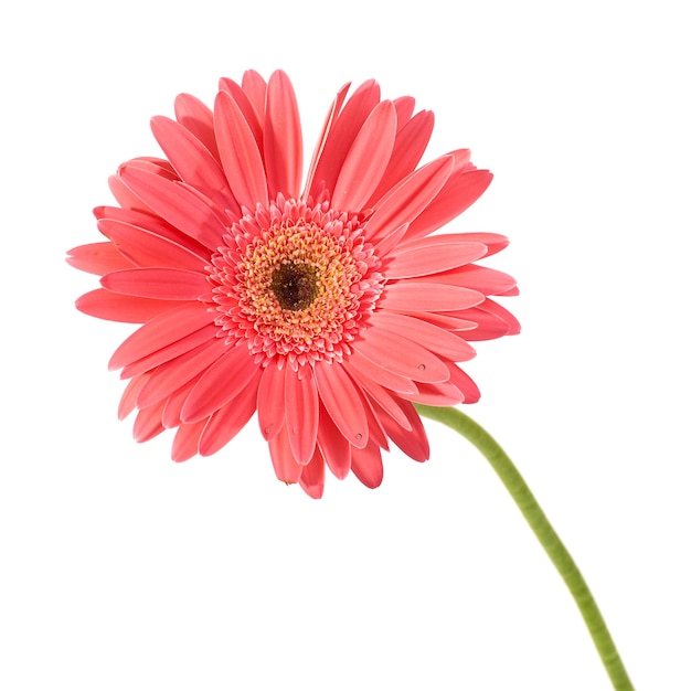 Red flower gerbera with water drops isolated